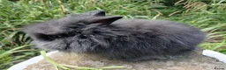 Lionhead rabbits for sale: Stunning DM lionhead baby rabbits - Advert 9
