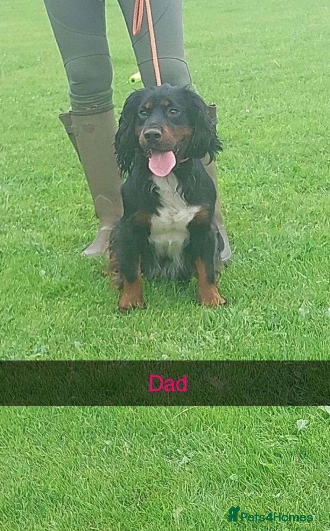 Cocker Spaniel dogs for sale: Cocker spaniel puppy  - Advert 4