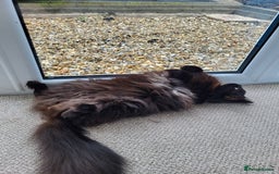 Ragcoon cats for sale: Racoon for Sale - Image 3