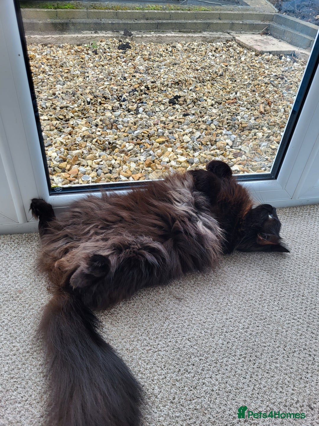 Ragcoon cats for sale: Racoon for Sale - Image 3