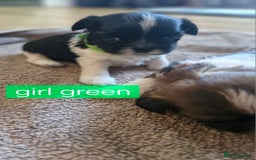 Mixed Breed dogs for sale:  Gorgeous Shih tzu poppies .🐶🐾 - Image 8