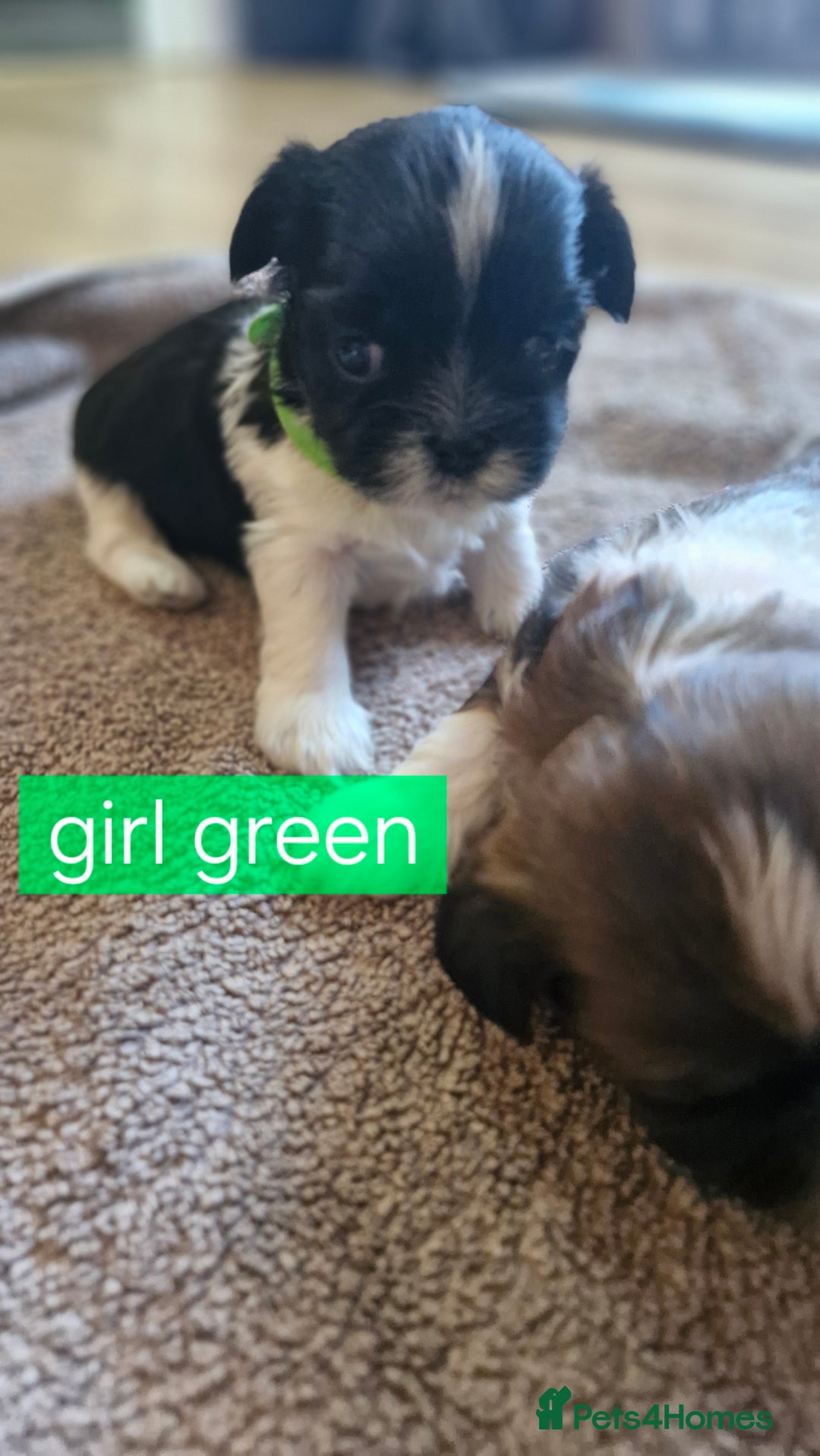 Mixed Breed dogs for sale:  Gorgeous Shih tzu poppies .🐶🐾 - Image 8