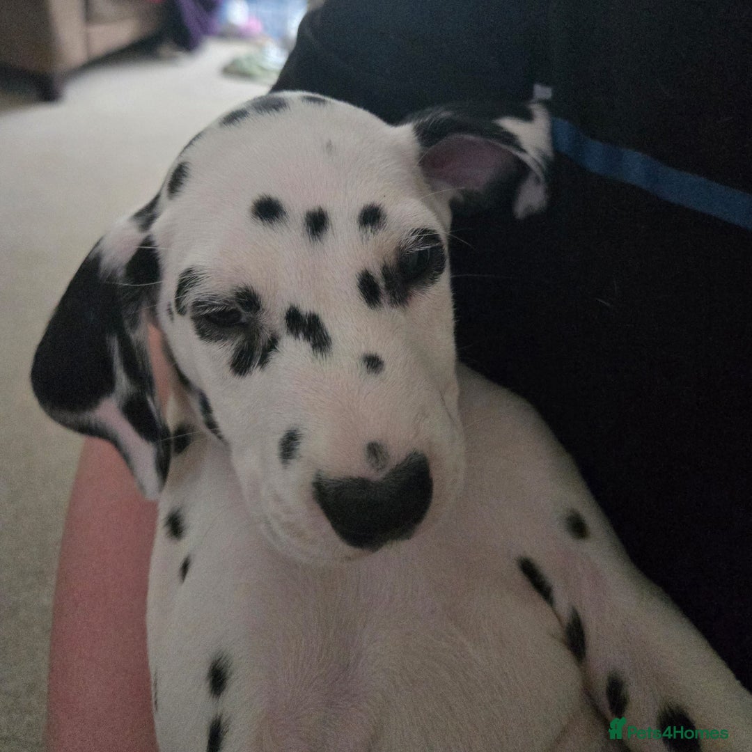 Dalmatian dogs for sale: 3 x male Dalmatian ready for 4eva homes. - Image 7