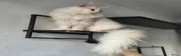 Maine Coon cats for sale: Outstanding Quality shaded line Boys - Advert 17