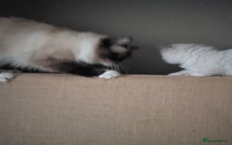 Ragdoll cats for sale: Ragdol mix 4 girls 1 boy - Image 15