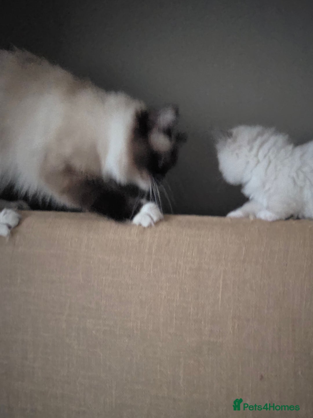 Ragdoll cats for sale: Ragdol mix 4 girls 1 boy - Image 15