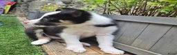 Border Collie dogs for sale: PURE-BRED BORDER COLLIE PUPS  - Advert 7
