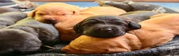 Labrador Retriever dogs for sale: Labrador Retriever, Red Fox, Black KC Registered - Advert 14