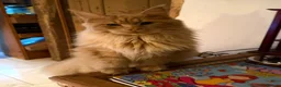 Maine Coon cats for stud: TICA Maine Coon Stud – Pedigree Lines - Advert 5