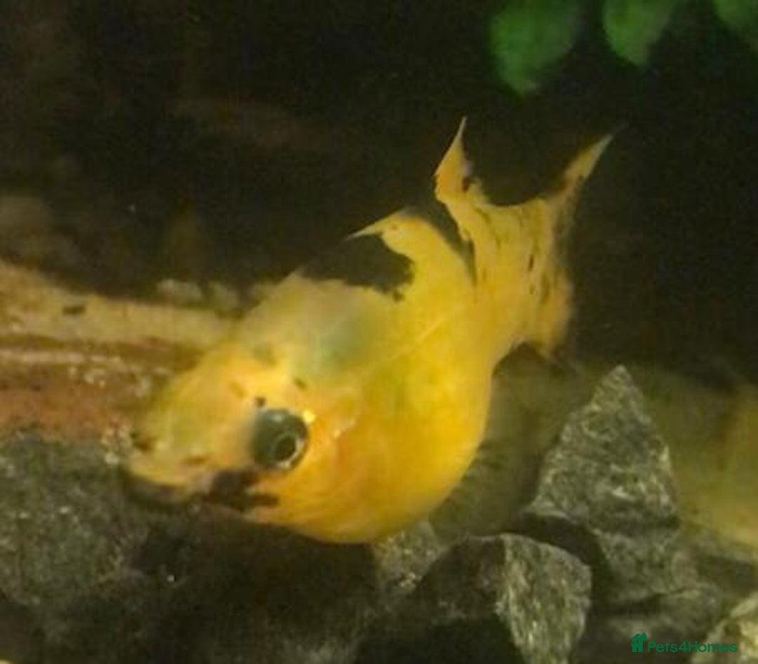 Other/Mixed Breed fish for sale: All fish sold individually for 10£ (info below) - Image 22