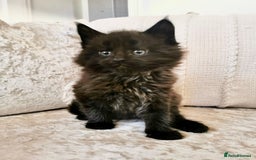 Maine Coon cats for sale: Black Smoke Maine Coon Kittens - Image 2