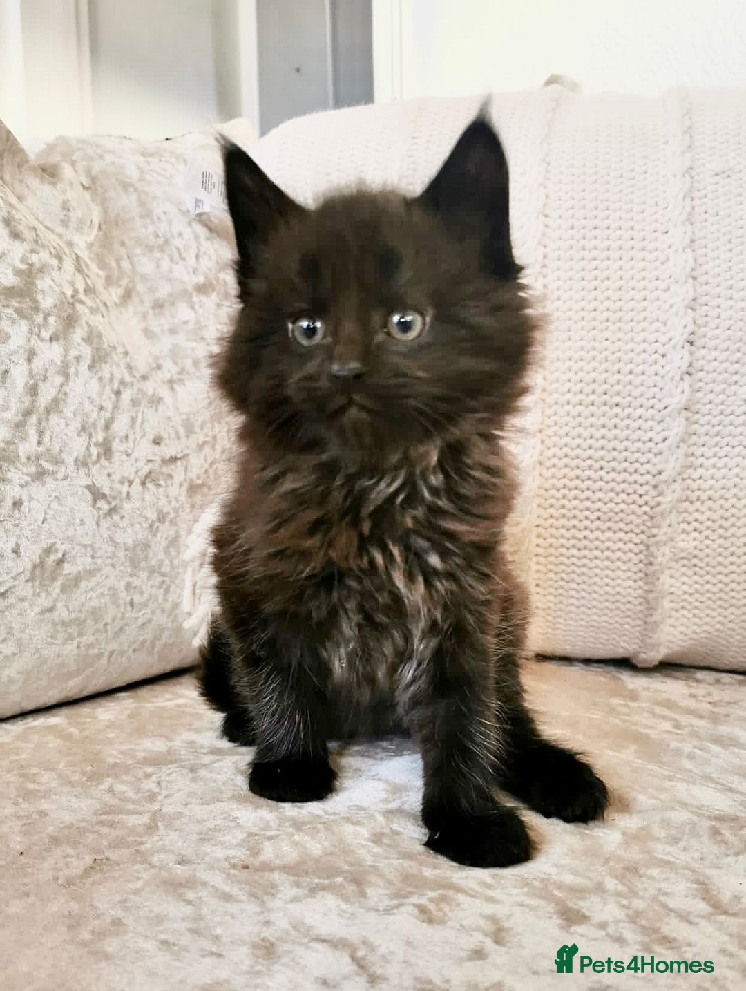 Maine Coon cats for sale: Black Smoke Maine Coon Kittens - Image 2