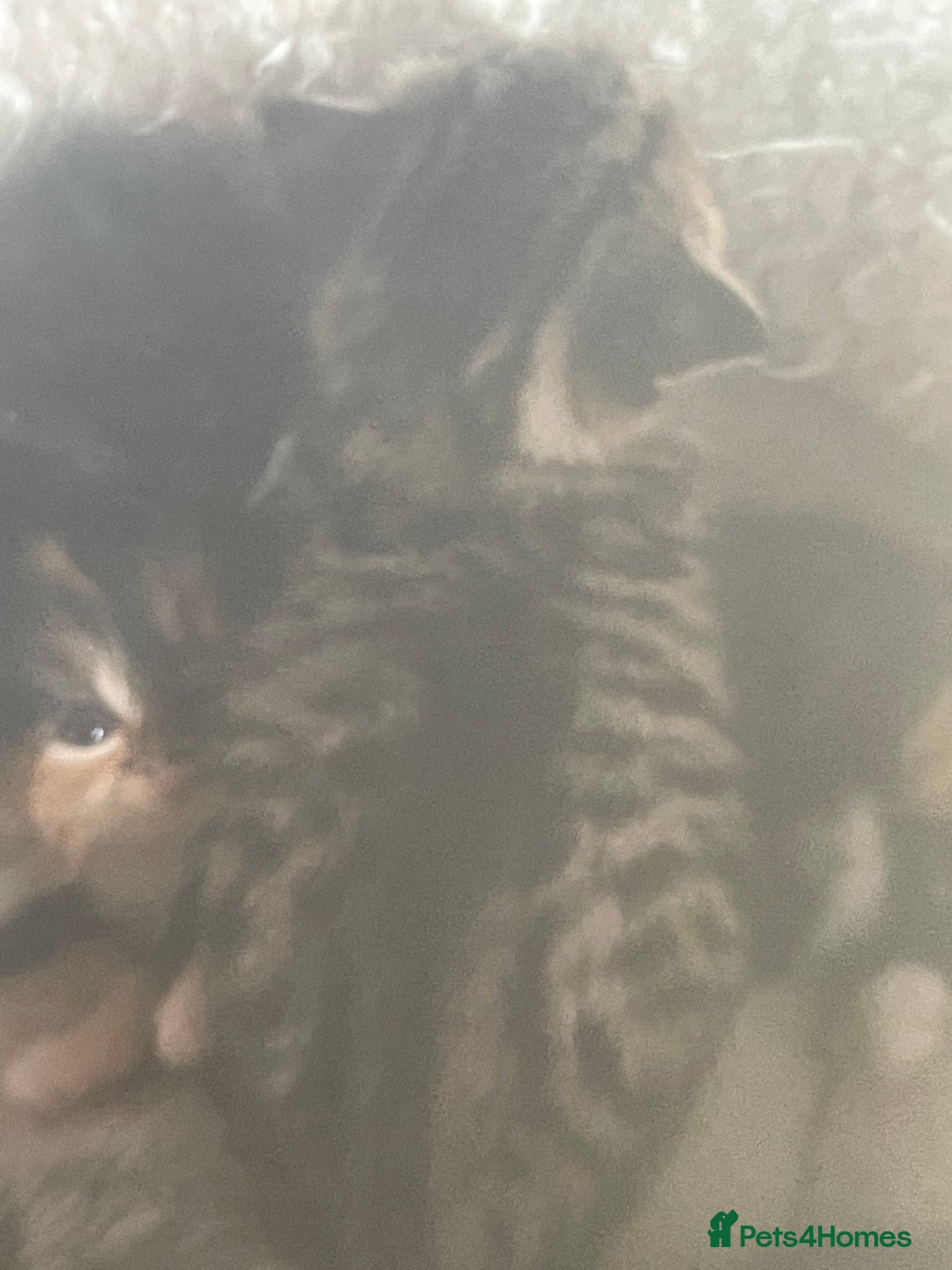 Bengal cats for sale: Part bengal kittens  - Image 6
