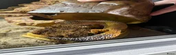 Leopard Gecko reptiles for sale: Leopard gecko and setup for sale  - Advert 2