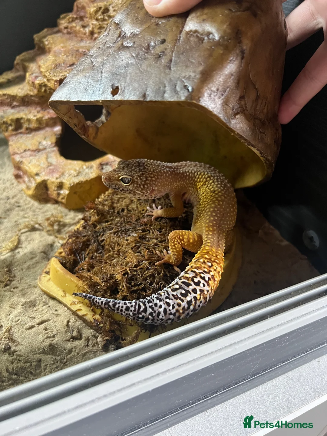 Leopard Gecko reptiles for sale: Leopard gecko and setup for sale  - Advert 2
