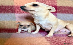 Chihuahua dogs for sale: Beautiful Chihuahua Boys - Image 12