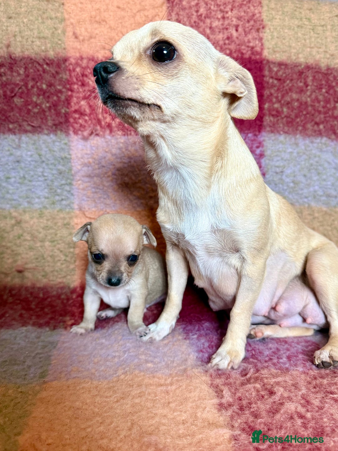 Chihuahua dogs for sale: Beautiful Chihuahua Boys - Image 12