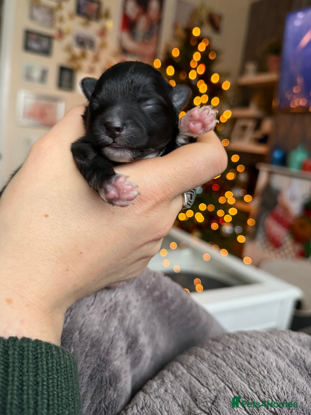 Pomeranian dogs for sale: Adorable Pomeranian puppies - ready January 25! - Advert 18