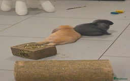 Mini Lop rabbits for sale: Two holland lop sisters (bonded) - Image 3