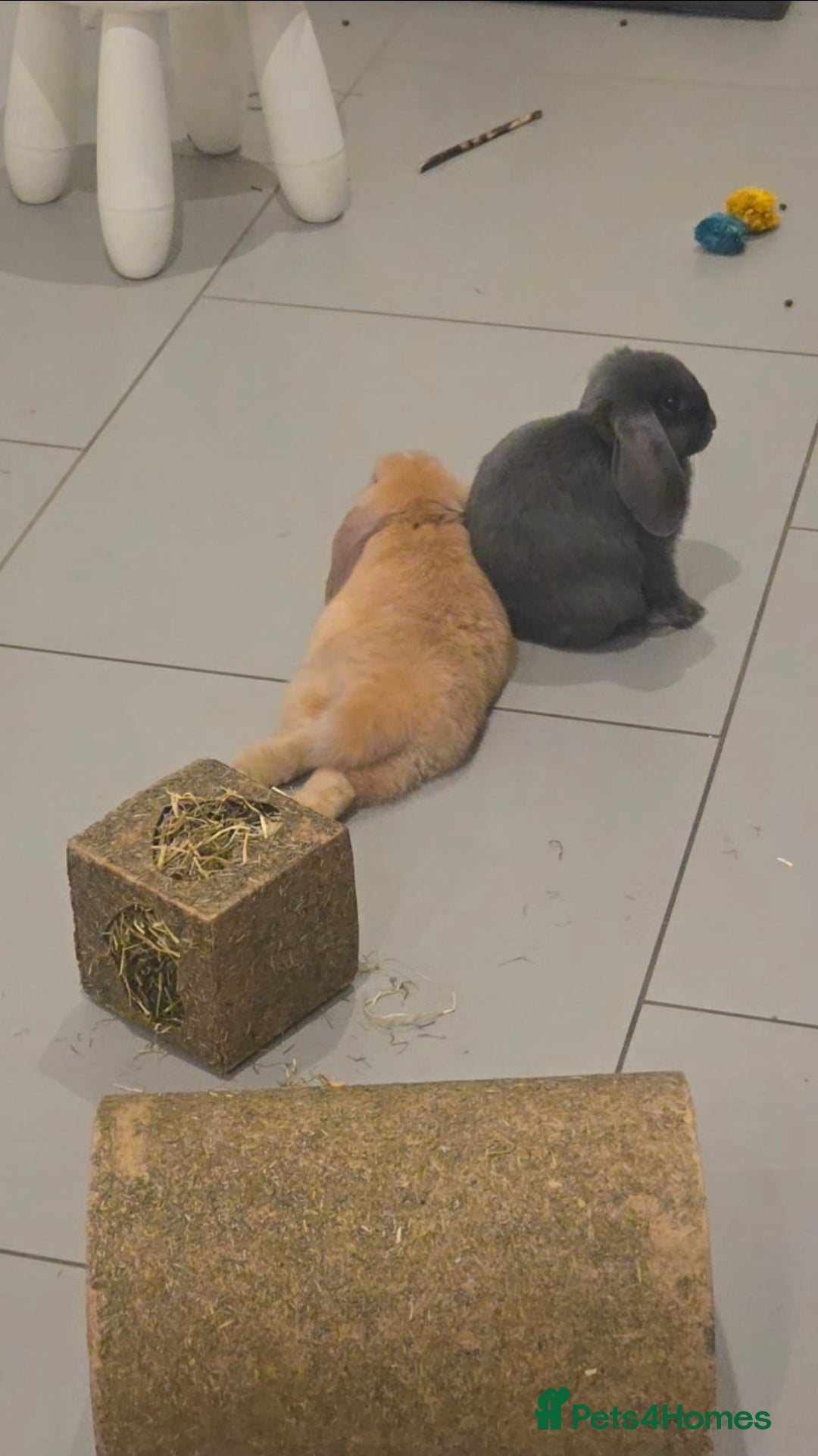 Mini Lop rabbits for sale: Two holland lop sisters (bonded) - Image 3