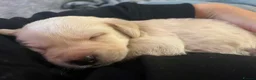 Labrador Retriever dogs for sale: Maggies beautiful babies confirmed - Advert 10