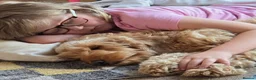 Cockapoo dogs for sale: Beautiful pups 🐶  - Advert 27