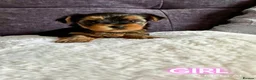 Yorkshire Terrier dogs for sale: Outstanding Pedigree Yorkshire Terrier Puppies ❤️ - Advert 25