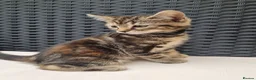 Mixed Breed cats for sale: Beautiful 3/4 Mainecoon cross BSH Kittens For Sale - Advert 14