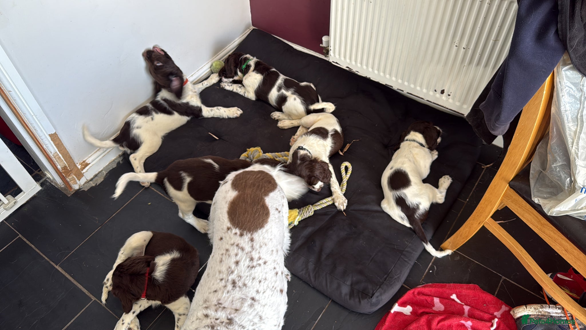English Springer Spaniel dogs for sale: KC Registered Liver and White ESS Pups  - Advert 3