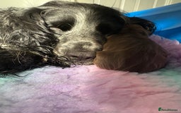 Cocker Spaniel dogs for sale: Stunning WCS pups - Image 2
