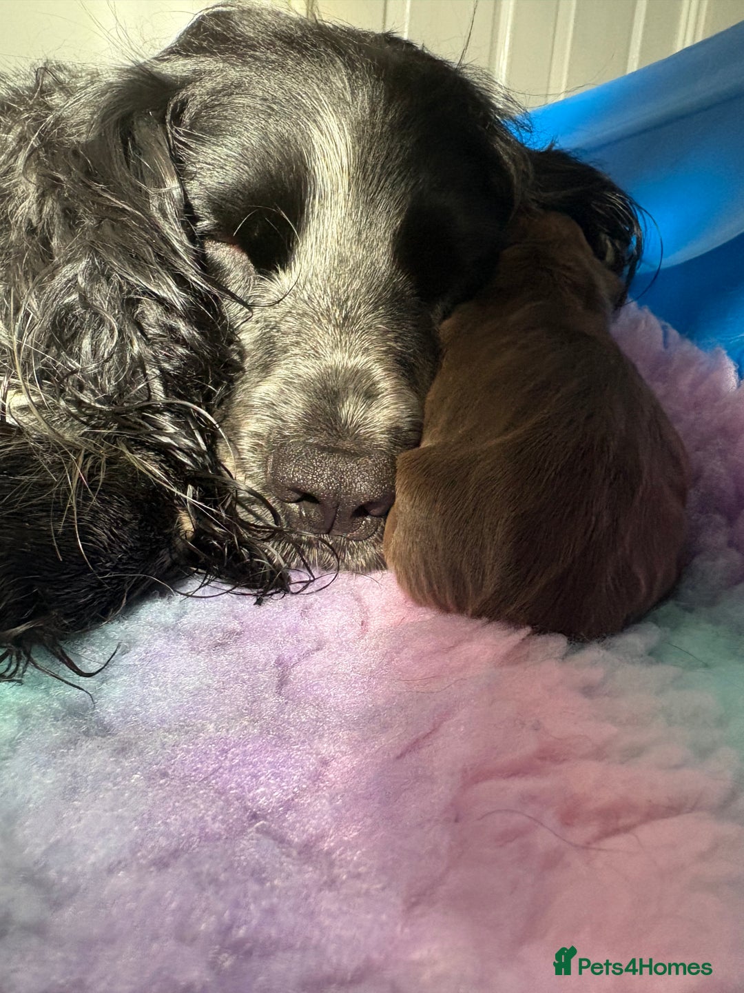 Cocker Spaniel dogs for sale: Stunning WCS pups - Image 2
