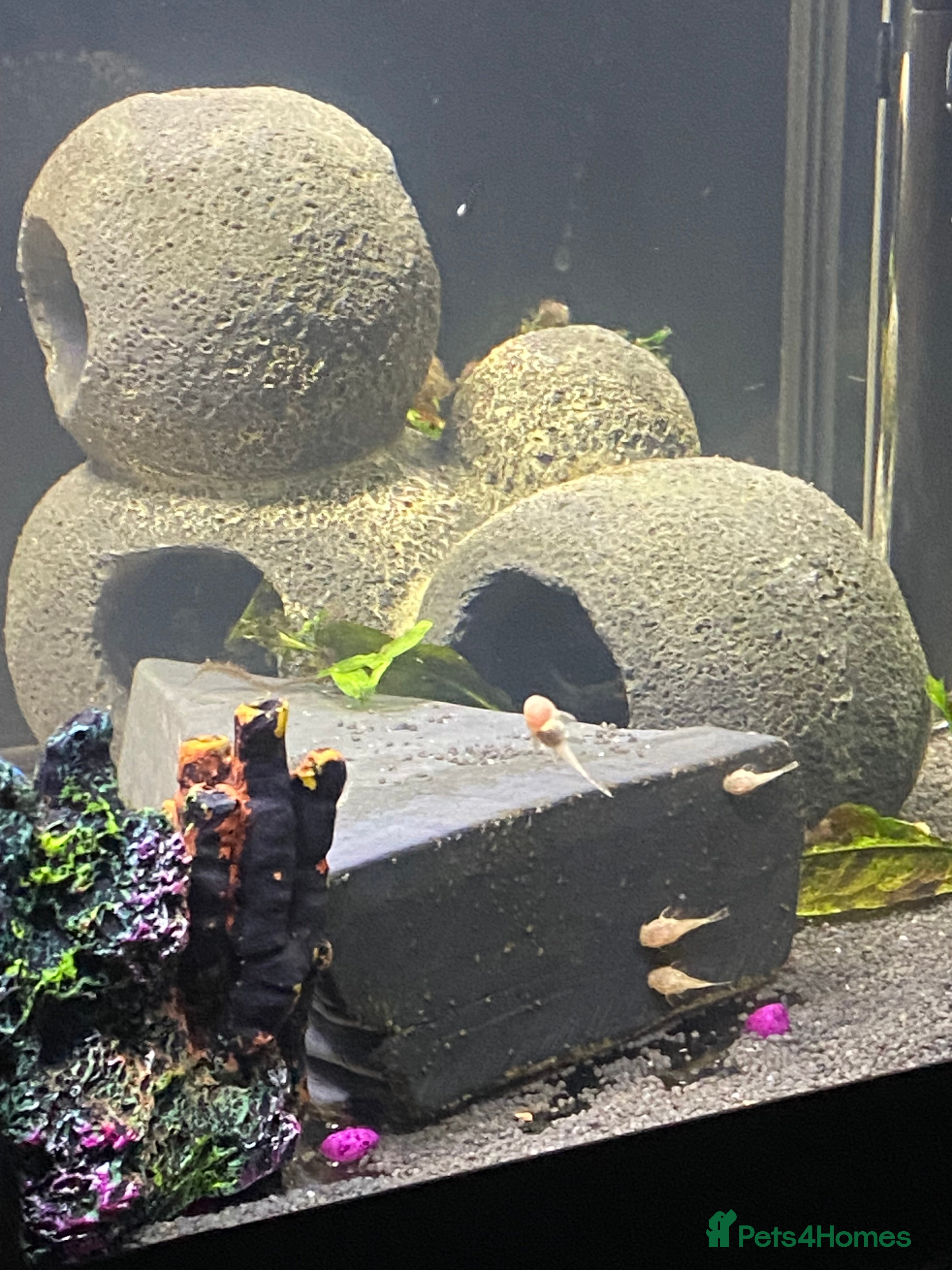 Plecos fish Bristle nose baby’s  - Advert 1