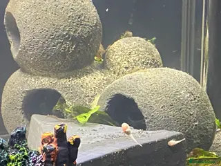 Plecos fish Bristle nose baby’s - Advert 3