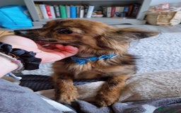 Chihuahua dogs for sale: Pedigree chihuahua brindle semi long coat  - Image 1
