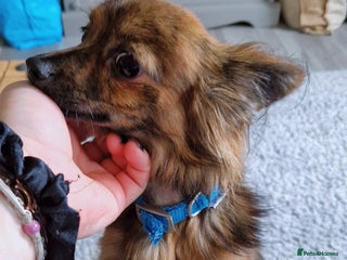 Chihuahua dogs - Advert 4