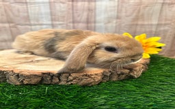 Mini Lop rabbits for sale: Gorgeous mini lops - yellow litter - Image 9