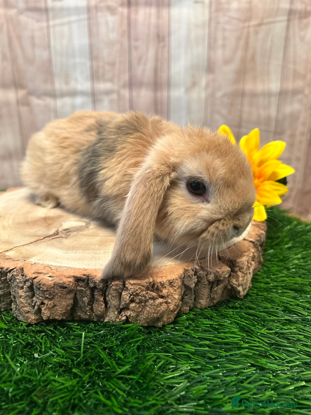 Mini Lop rabbits for sale: Gorgeous mini lops - yellow litter - Image 9