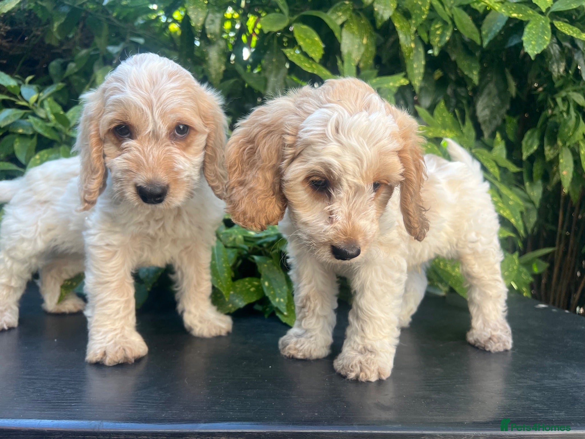 Cockapoo dogs F1 Roan Cockapoo-health tested,full refund guarant - Advert 1