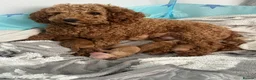 Schnoodle dogs for sale: Beautiful schnoodle puppies ready to reserve  - Advert 1