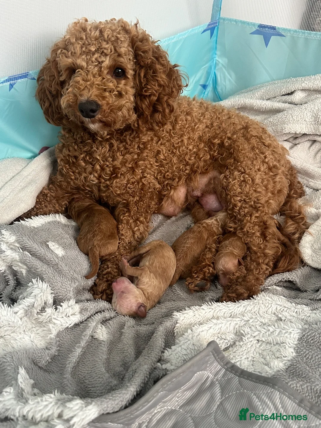 Schnoodle dogs for sale: Beautiful schnoodle puppies ready to reserve  - Advert 1