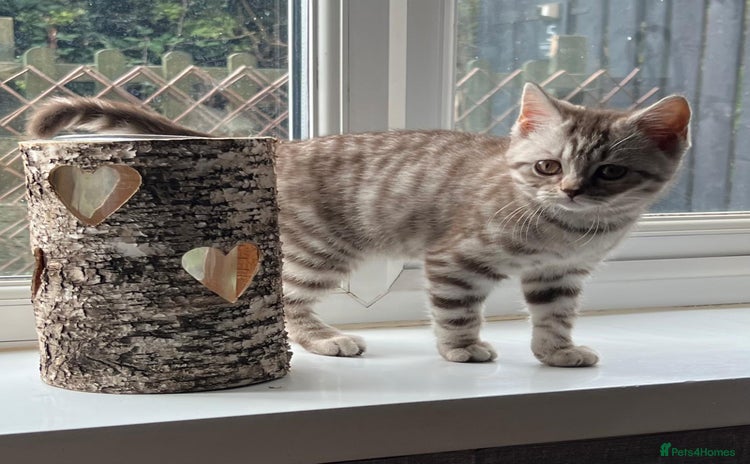 British Shorthair cats - Advert 12