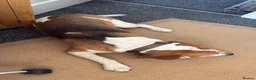 Beagle dogs for sale: 4 year old Beagle Boy in Derby - Advert 3