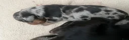 Miniature Dachshund dogs for sale: Beautiful dapple pups  - Advert 12