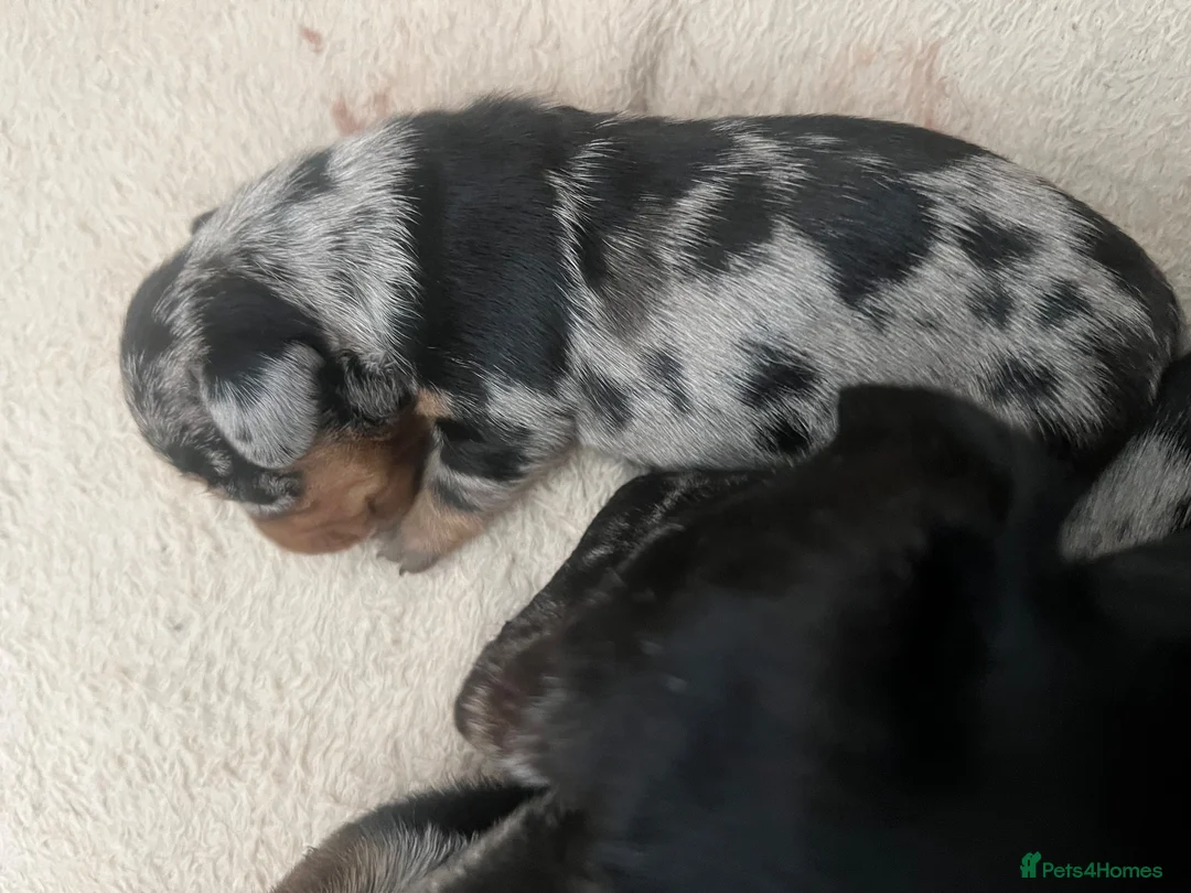 Miniature Dachshund dogs for sale: Beautiful dapple pups  - Advert 12