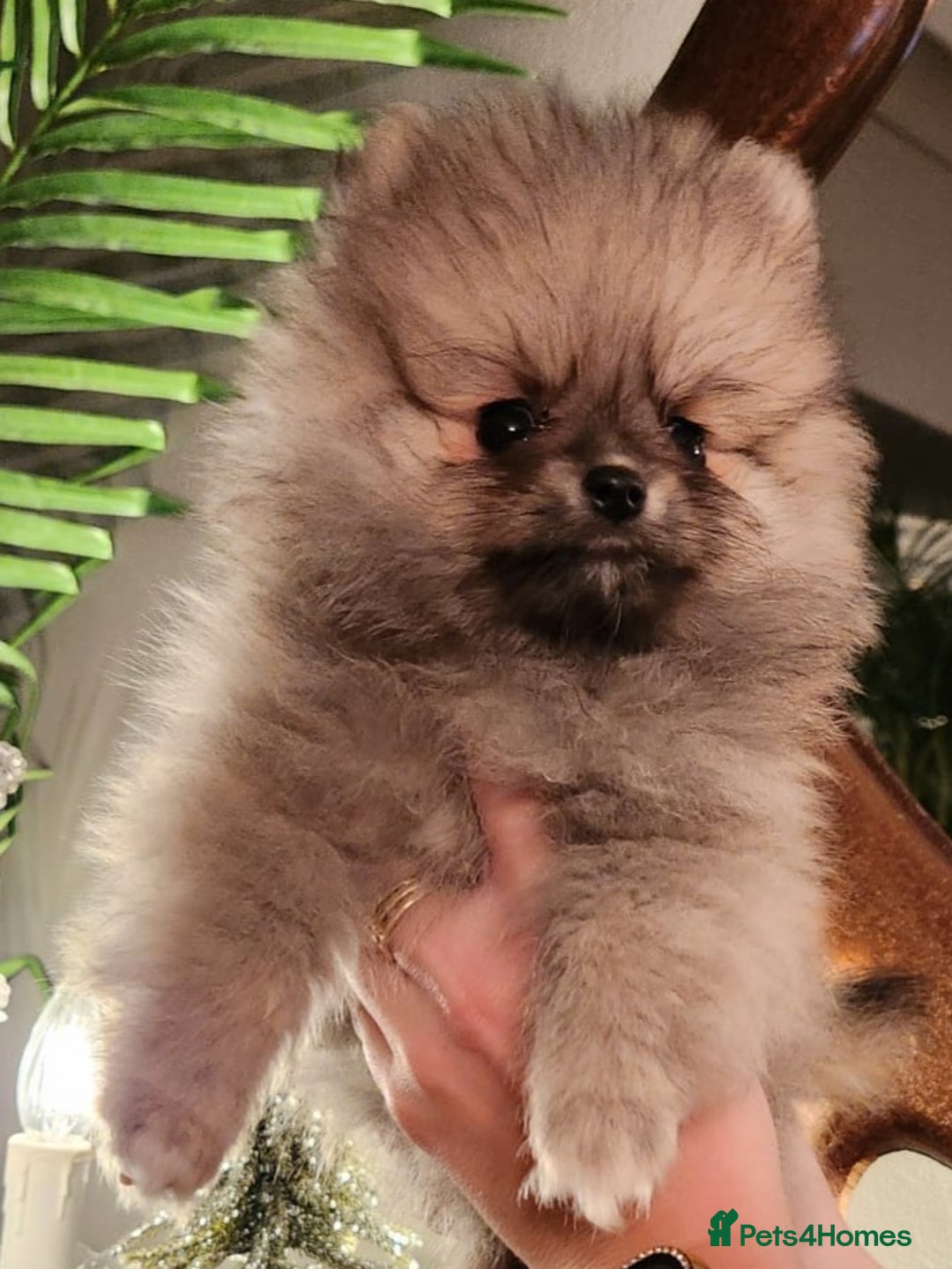 Pomeranian dogs for sale: K C registered beautiful Pomeranians - Advert 11