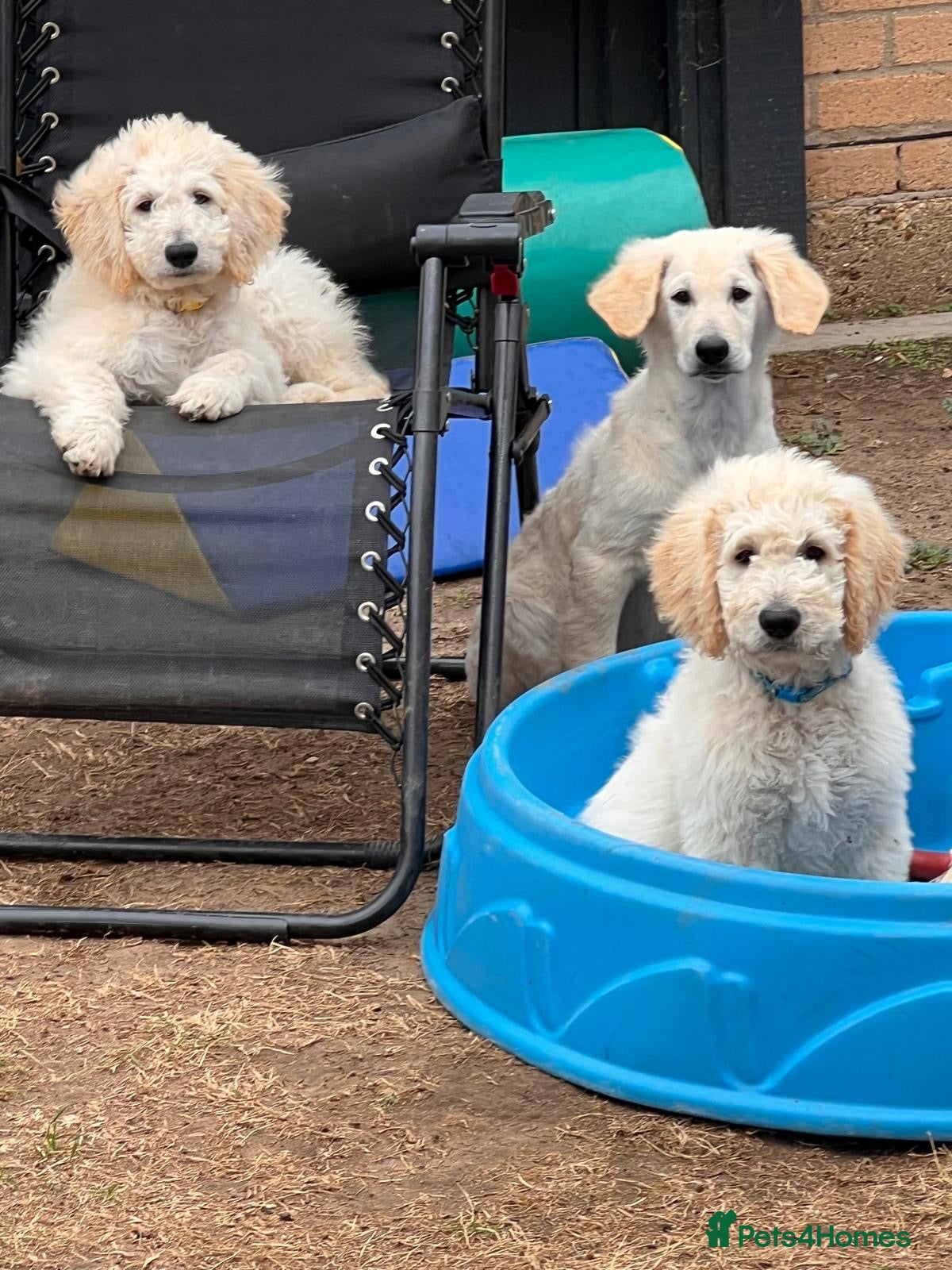 Goldendoodle dogs 🐾 Goldendoodle large puppies ready now 🐾 - Advert 2