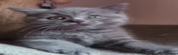 British Shorthair cats for sale: Beautiful British Shorthair Kittens for Sale - Advert 9