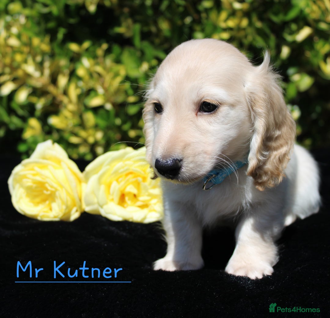Miniature Dachshund dogs for sale: Miniature Longhaired Dachshunds in West Bromwich - Image 8