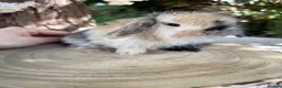 Mini Lop rabbits for sale: Hobby breeder of mini lops bunnies  - Advert 12