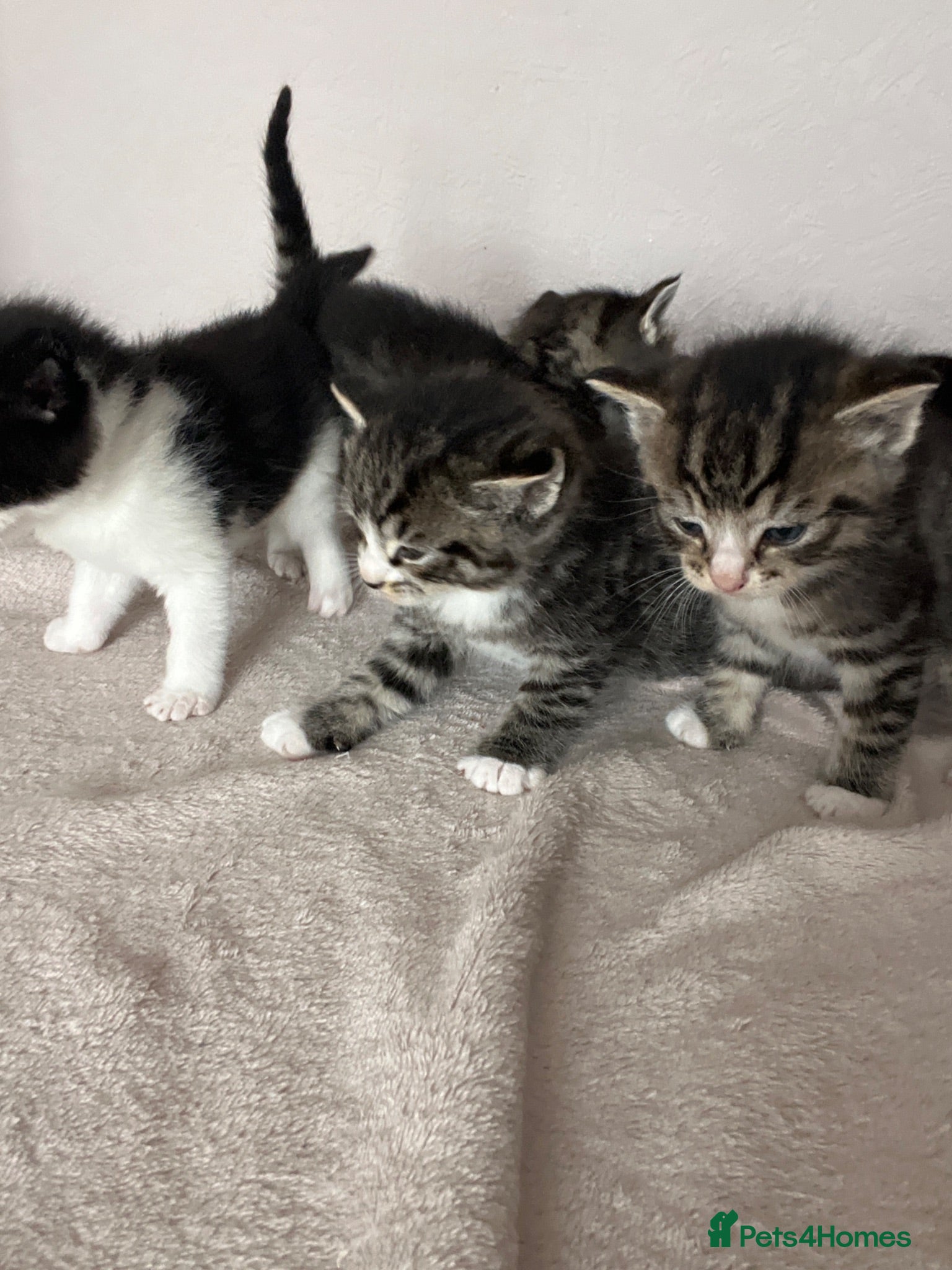 Mixed Breed cats Ragdoll X kittens REDUCED** - Advert 1